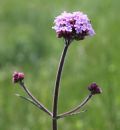 Verbena bonariensis